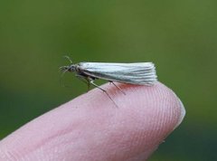 Yellow Satin Veneer (Crambus perlella)