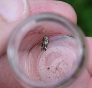 Kentish Cosmet (Mompha sturnipennella)