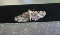 Revebjelledvergmåler (Eupithecia pulchellata)