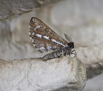 Bordered White (Bupalus piniaria)