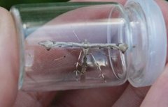 Triangle Plume (Platyptilia gonodactyla)