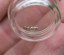 Apple Fruit Moth (Argyresthia conjugella)