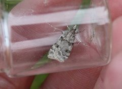 Large Grey (Scoparia subfusca)
