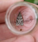 Common Grey (Scoparia ambigualis)