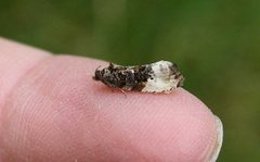 Marbled Orchard Tortrix (Hedya nubiferana)