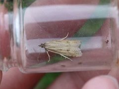 Dotted Shade (Eana osseana)