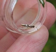 Apple Fruit Moth (Argyresthia conjugella)