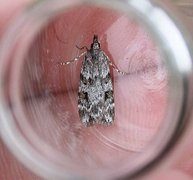 Common Grey (Scoparia ambigualis)
