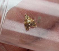 Yellow-spot Tortrix (Pseudargyrotoza conwagana)