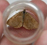 Rannoch Looper (Macaria brunneata)