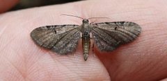 Brun dvergmåler (Eupithecia absinthiata)