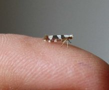 Gold-ribbon Argent (Argyresthia brockeella)