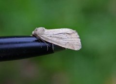 Small Dotted Buff (Photedes minima)