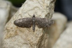 Hvitflekkdvergmåler (Eupithecia tripunctaria)