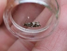 Holly Tortrix (Rhopobota naevana)