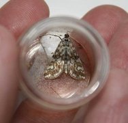 Brown China-mark (Elophila nymphaeata)