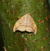Dusky Hook-tip (Drepana curvatula)