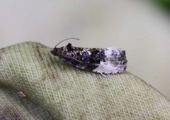Marbled Orchard Tortrix (Hedya nubiferana)