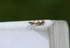 Gold-ribbon Argent (Argyresthia brockeella)