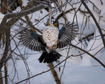 Nøtteskrike (Garrulus glandarius)