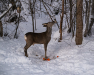 Rådyr (Capreolus capreolus)