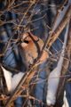 Nøtteskrike (Garrulus glandarius)