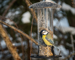 Blåmeis (Cyanistes caeruleus)