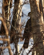 Eurasian Sparrowhawk (Accipiter nisus)