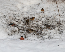 Brambling (Fringilla montifringilla)