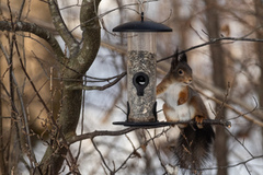 Eurasian Red Squirrel (Sciurus vulgaris)