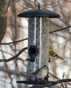 Eurasian Siskin (Spinus spinus)