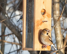 Hawfinch (Coccothraustes coccothraustes)