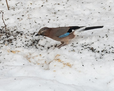 Nøtteskrike (Garrulus glandarius)