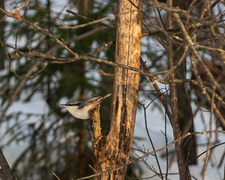 Nuthatch (Sitta europaea)