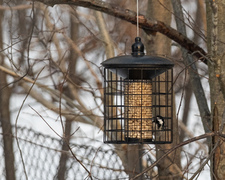 Coal Tit (Periparus ater)