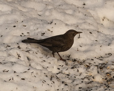 Common Blackbird (Turdus merula)