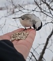 Granmeis (Poecile montanus)