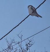 Northern Hawk Owl (Surnia ulula)