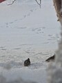 Sidensvans (Bombycilla garrulus)