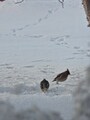 Sidensvans (Bombycilla garrulus)