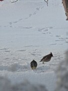 Bohemian Waxwing (Bombycilla garrulus)