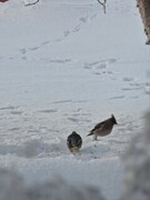 Sidensvans (Bombycilla garrulus)