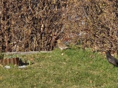 Song Thrush (Turdus philomelos)