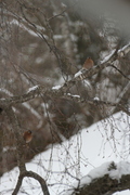 Chaffinch (Fringilla coelebs)