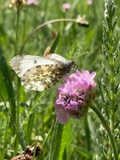 Aurorasommerfugl (Anthocharis cardamines)