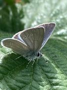 Small Blue (Cupido minimus)