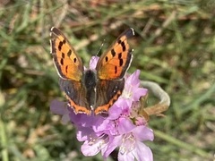 Ildgullvinge (Lycaena phlaeas)