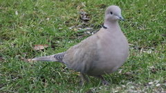 Tyrkerdue (Streptopelia decaocto)