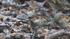 House Sparrow (Passer domesticus)