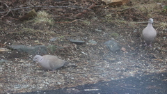 Tyrkerdue (Streptopelia decaocto)